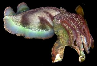 [cuttlefish.jpg]