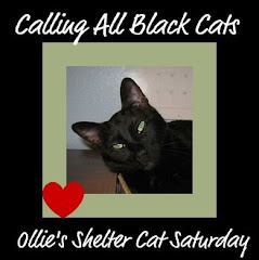 Shelter Cat Saturday