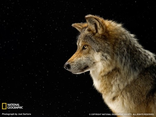 mexican-gray-wolf.jpg