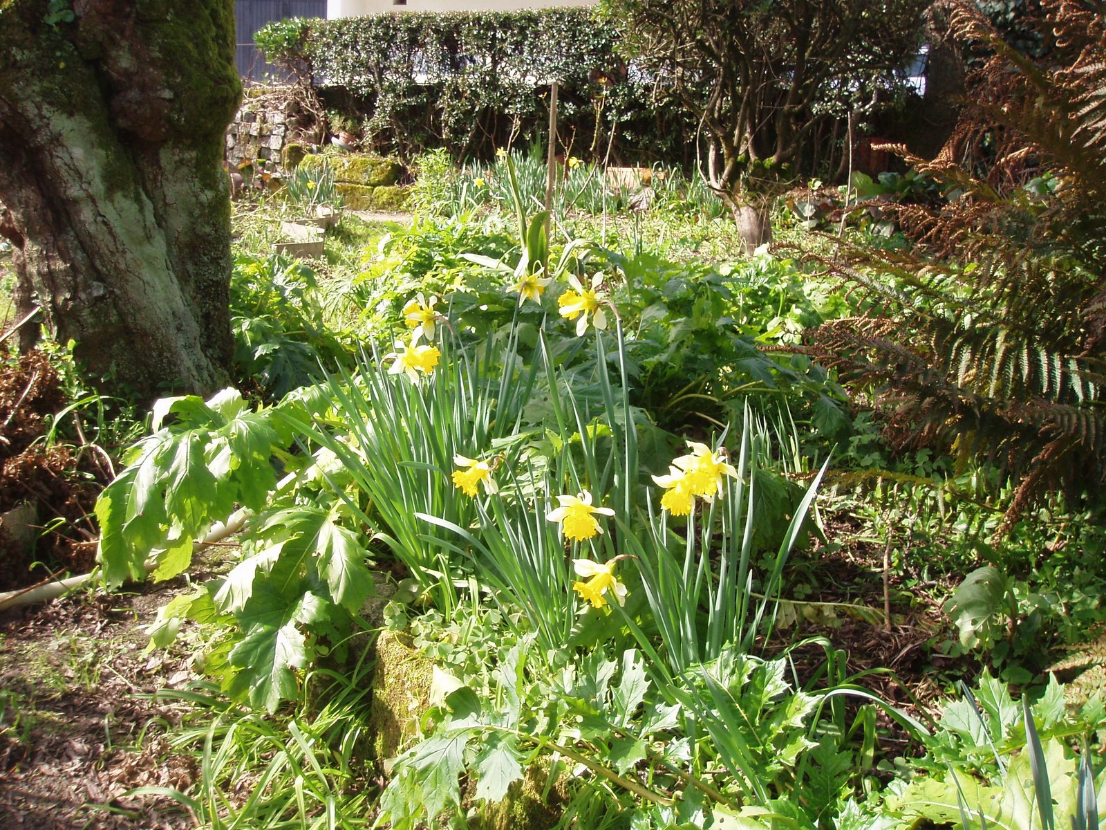 [fev07daffodilsbeijoz.jpg]