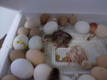 From My Incubator