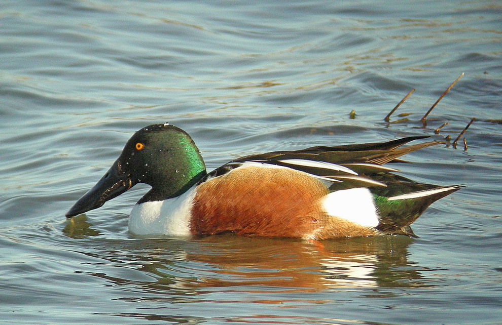 [ahate_mokozabala.jpg]