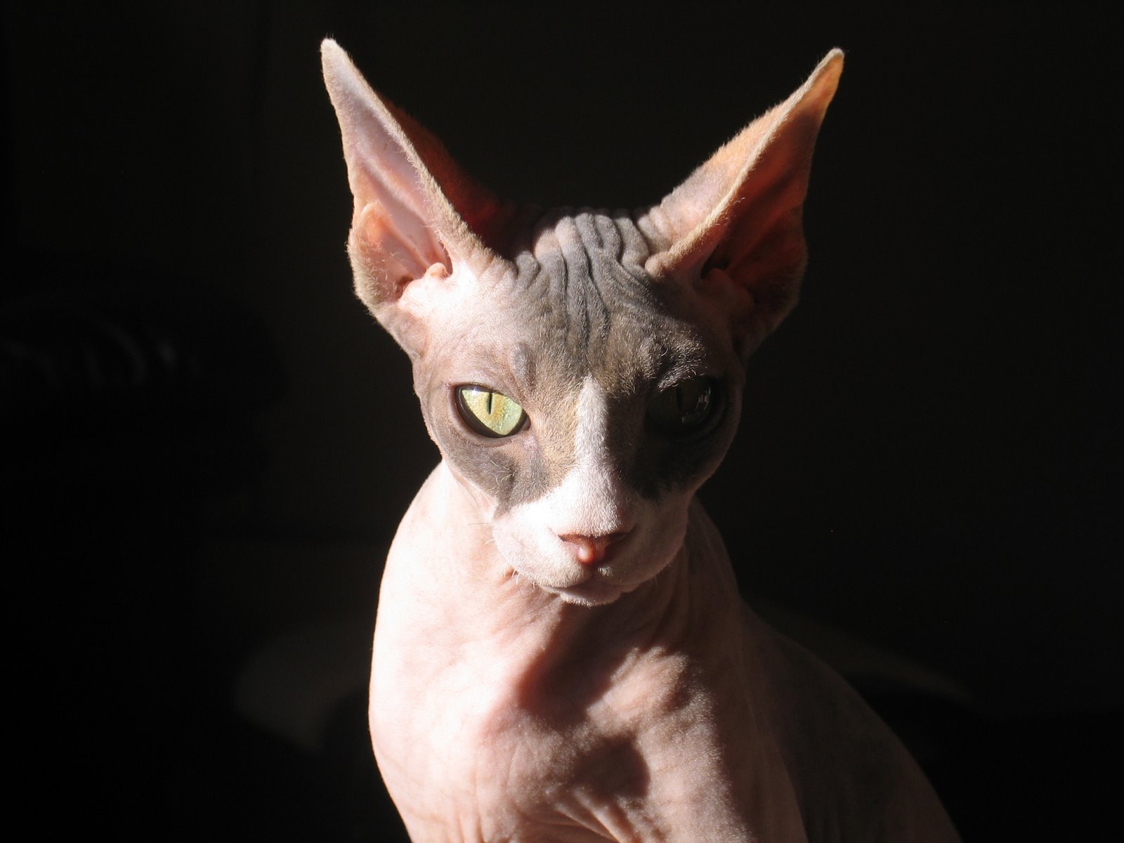 [Sphinx_1.jpg]