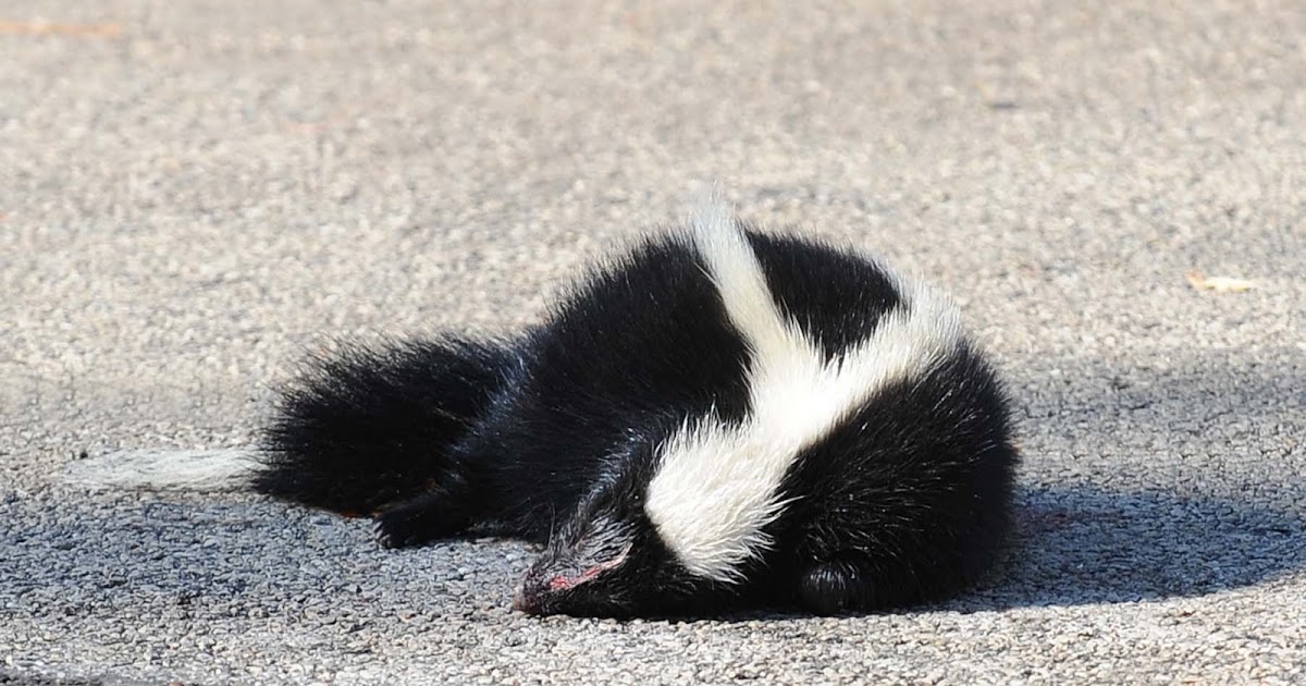 "The Way I See It" - Russ Lowe: Dead Skunk In The Middle Of The Road