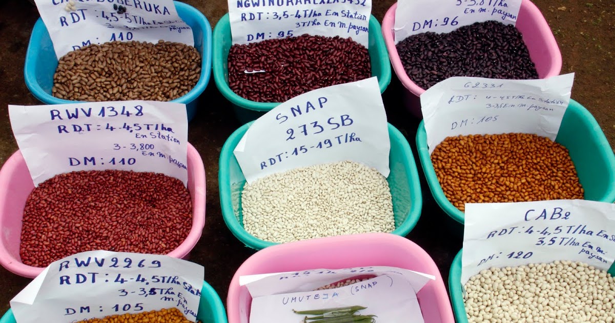 Uganda ScieGirl RWANDA BEANS