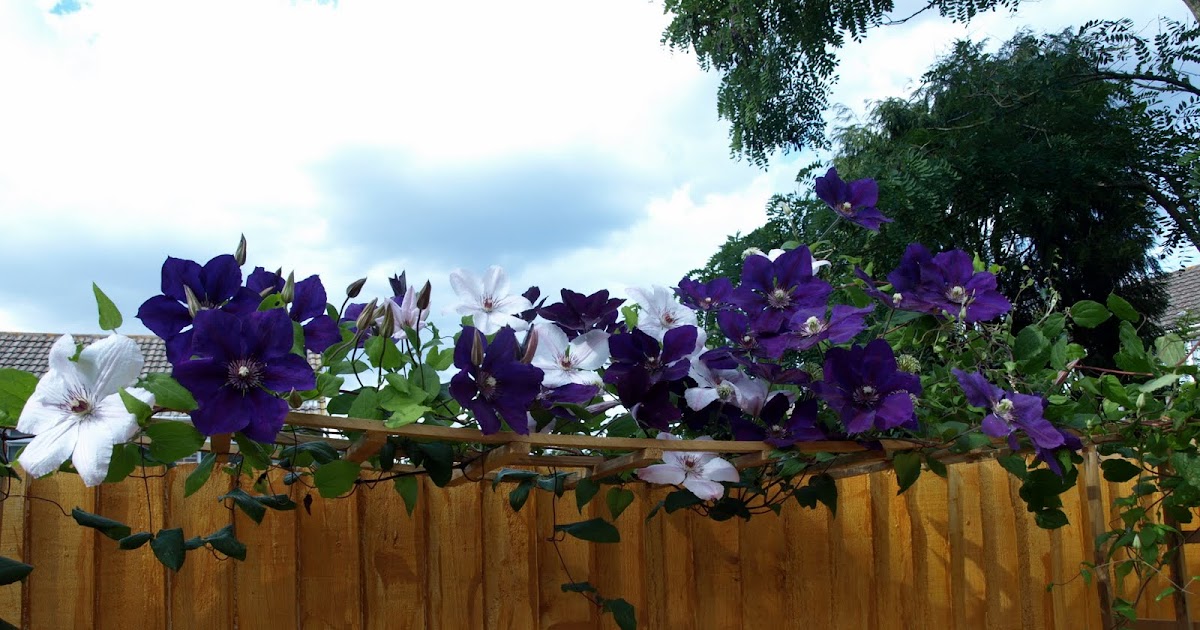 Jean's musings My Clematis