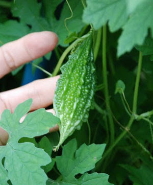 Bitter Gourd Benefits