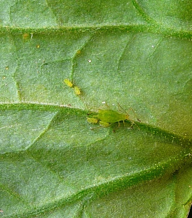 The Rookie Garden: May 2010