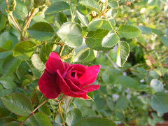 Red in the rose garden