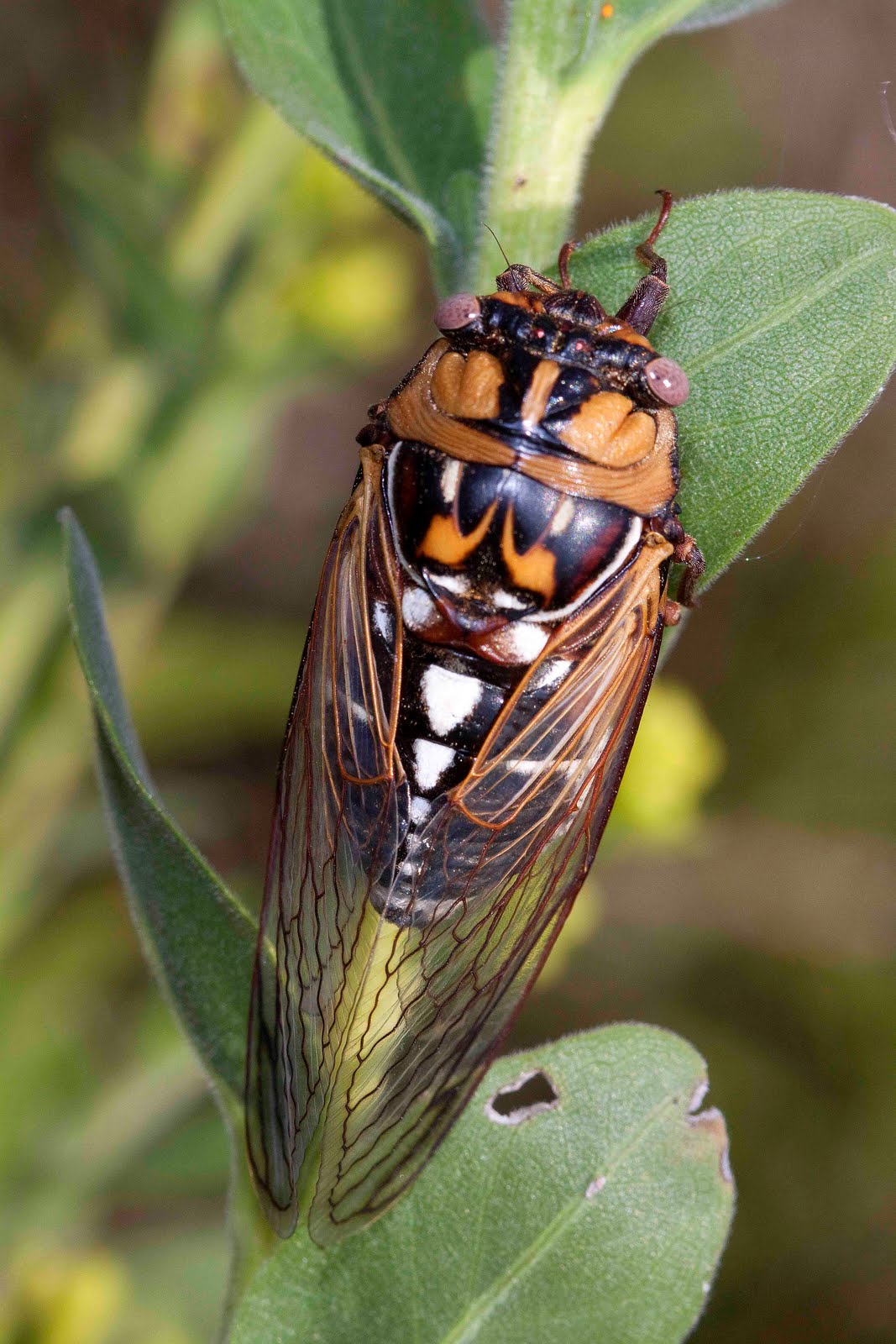 Boyz Zone What is a cicada Boyz Zone What is a cicada