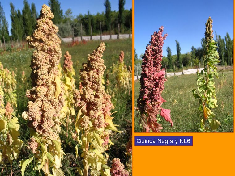 Experimentando el Cambio Climàtico con Quinoa y Amaranto