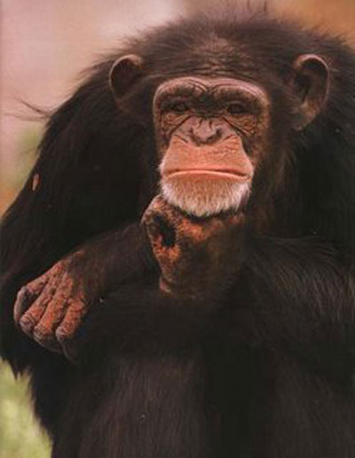 [macaco.jpg]
