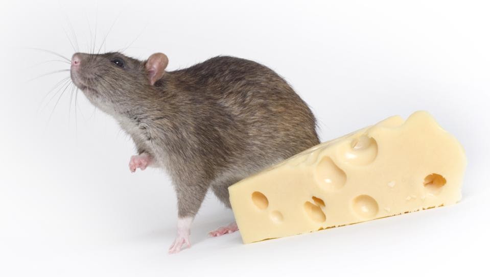 A Girl and Her Camera Give The Lab Rat Some Cheese