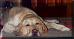 Alobar "Liquid Dog"