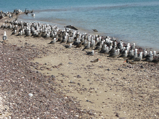 Flora and Fauna Island Alcatraz