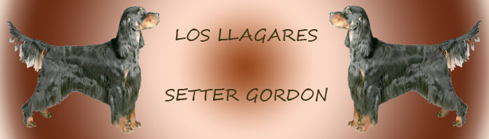 SETTER GORDON LOS LLAGARES ASTUR