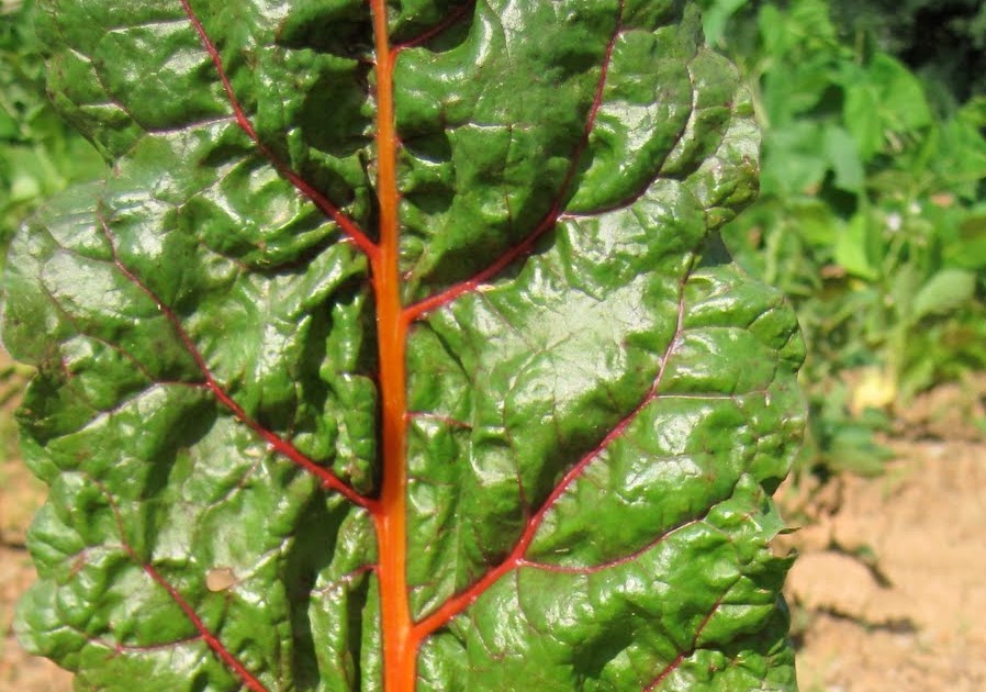 DandelionHeart Swiss Chard and Garbanzo Bean Soup