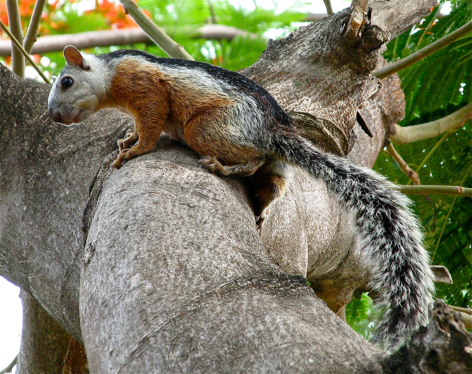 Squirrel Types