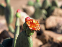 CAATINGA: e voce nem imaginava...