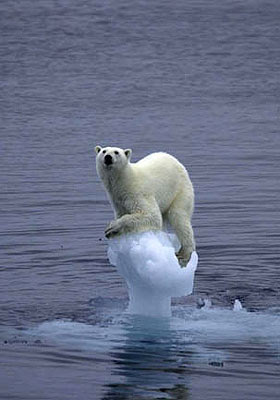 polar-meltdown-gal-wildlife.jpg