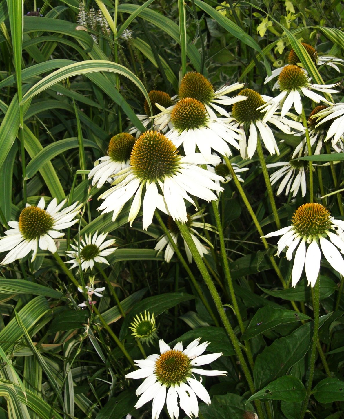 Trädgårdsmästardrömmar: augusti 2010