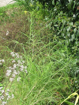 Muhlenbergia dumosa PLANTES-COURSON+004