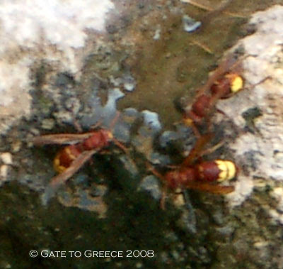 Corinthian Wasps