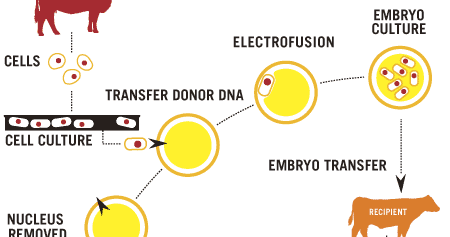 Ips cells human cloning essay