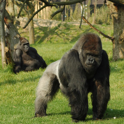 Gorillas Attack