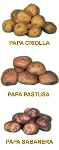 [PAPAS.jpg]