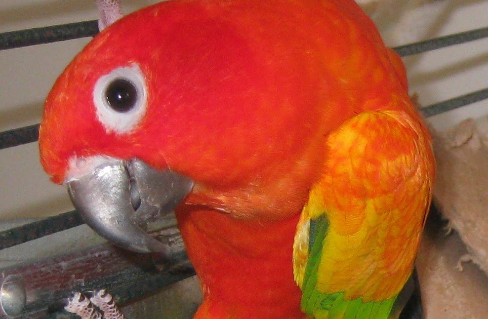 Aubrie's Animals Red factor Sun Conures