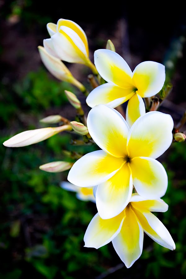 [plumeria01web.jpg]