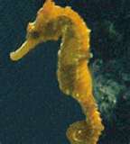 [cavalo+marinho.jpg]