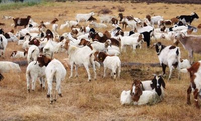 [Goats.JPG]