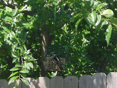 Friends of the Garden