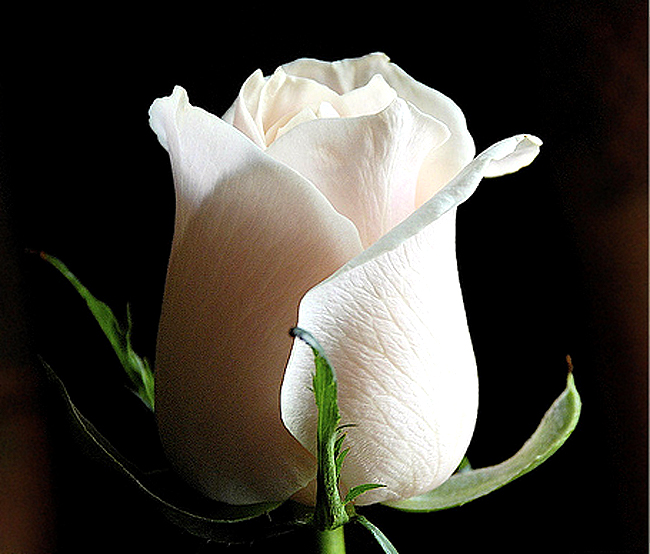 اروع ورود يضاء  White+rose+flower+wallpaper