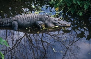 http://2.bp.blogspot.com/_rNMgRoi-Vug/St9y0VmTZ3I/AAAAAAAAAEA/QBfTcejjV4A/s320/crocodilo-m-20091020.jpg