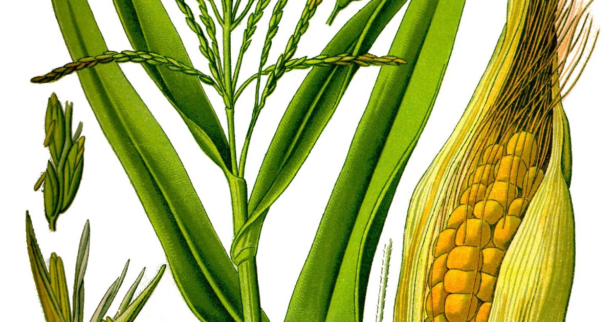 Eating Chilean Chilean Corn (Choclo Chileno)