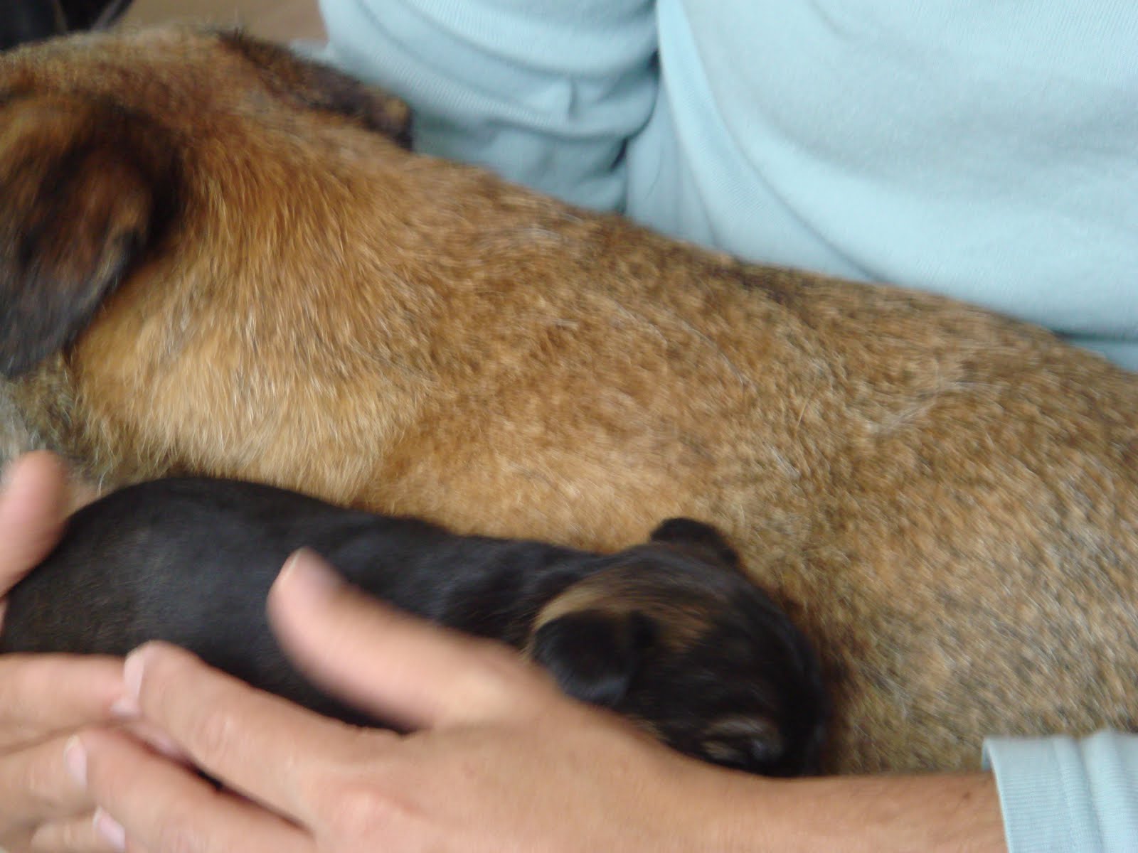 Filz Hand Art Kunstmarkt In Olten