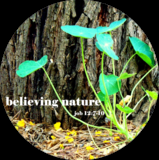 believing nature