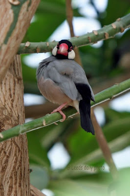 Exotic Bird Roundhay Leeds