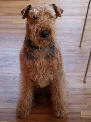 Lucie Airedale Terrier Saltaire