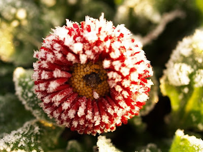 Ice Flower