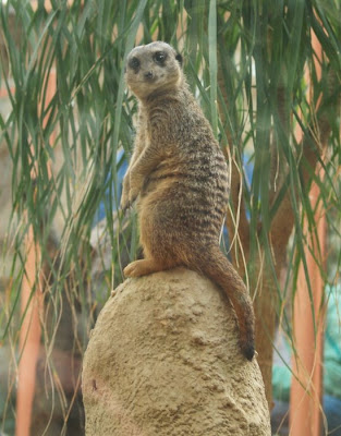 Tropical World Roundhay park Meerkat