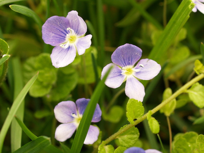 Speedwell plant flower