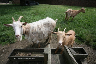 Golden guernsey Goats Temple Newsam Home Farm Leeds