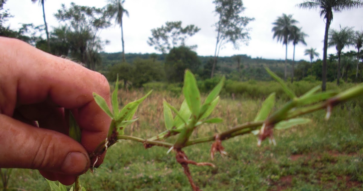 nach Paraguay auswandern und leben auf der Farm: englischer Rasen