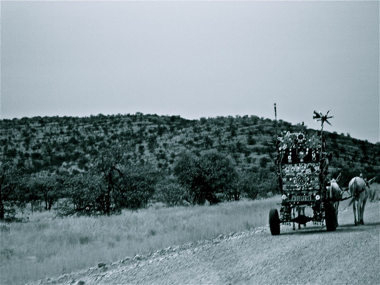 shrook and donkey carrige shrook and donkey carrige