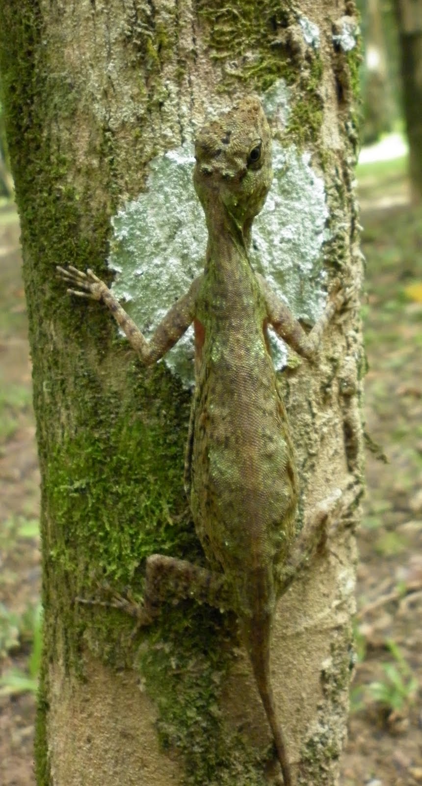 Agamid Lizard of Thailand Draco blanfordii