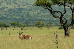 the endangered Roan antelope